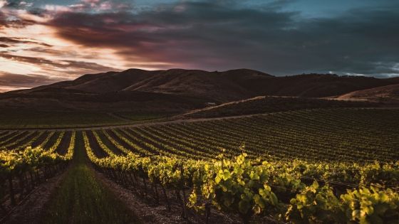 wijnveld verschil tussen duitse en franse wijn